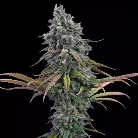 Space Queen XX von Brothers Grimm - GB The Green Brand