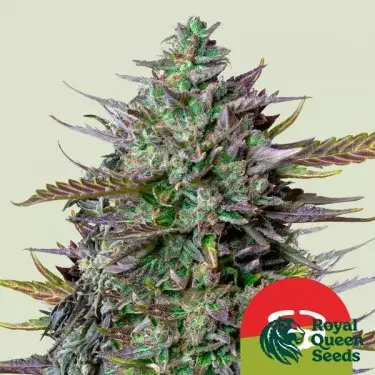 GOAT lato Auto - Tyson 2.0 x RQS - GB The Green Brand