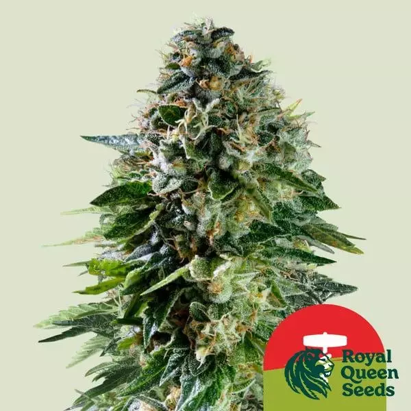 Sicht Corkscrew Auto - Tyson 2.0 x RQS - GB The Green Brand