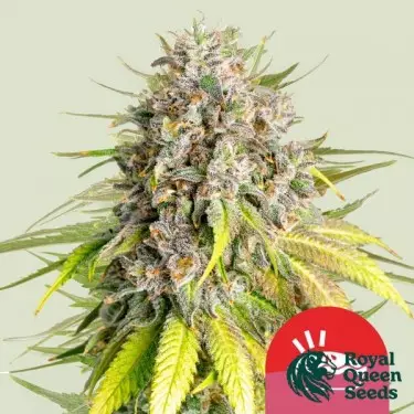 Punch Pie - Tyson 2.0 x RQS - GB The Green Brand