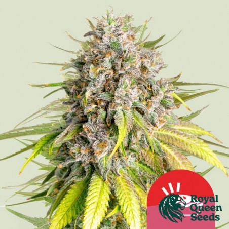 Punch Pie - Tyson 2.0 x RQS - GB The Green Brand