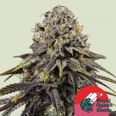 View Dynamite Diesel - Tyson 2.0 x RQS - GB The Green Brand