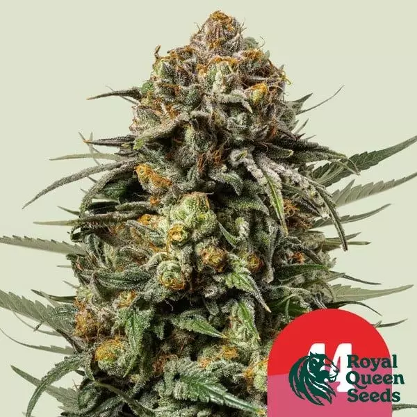 Sicht Gelato 44 - Tyson 2.0 x RQS - GB The Green Brand