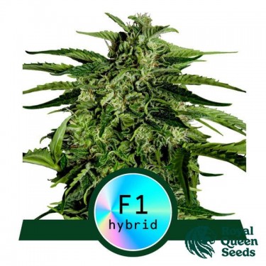 Apollo F1 Auto von Royal Queen Seeds - GB The Green Brand