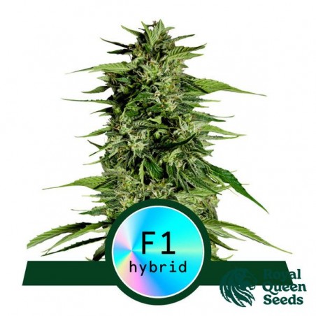 Hyperion F1 Auto Royal Queen Seeds - GB The Green Brand