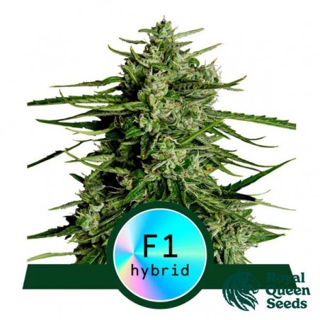 Titan F1 Auto - Royal Queen Seeds - GB The Green Brand