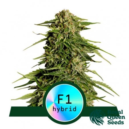 Epsilon F1 Auto Royal Queen Seeds - GB The Green Brand