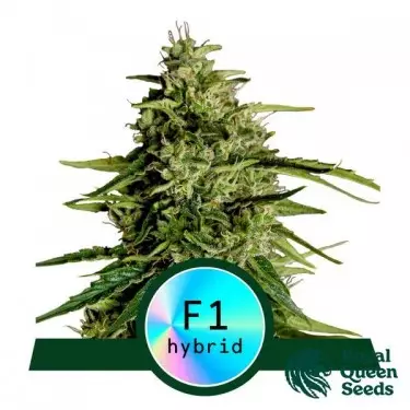 Milky Way F1 Auto Royal Queen Seeds - GB The Green Brand