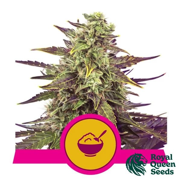 View Cereal Milk - Royal Queen Seeds - GB The Green Brand