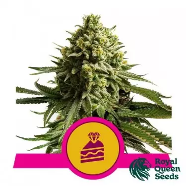 Wedding Cake- Royal Queen Seeds - GB The Green Brand