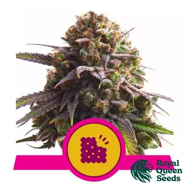 Sicht Biscotti - Royal Queen Seeds - GB The Green Brand
