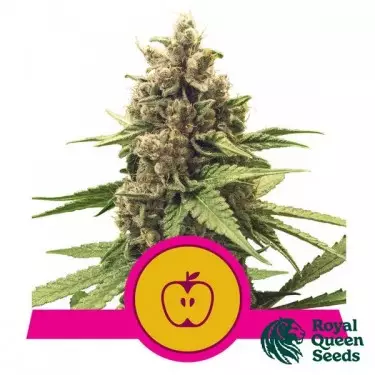 Apple Fritter - Royal Queen Seeds - GB The Green Brand