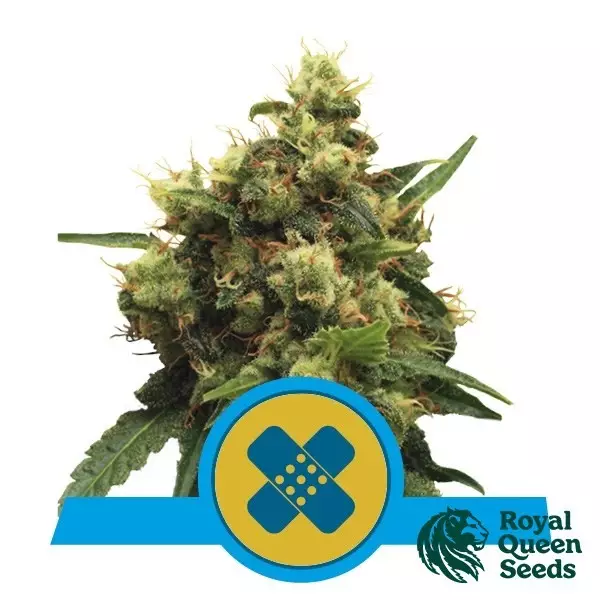 Sicht Painkiller XL CBD von Royal Queen Seeds - GB The Green Brand