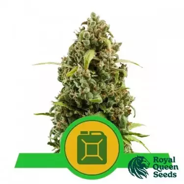 Diesel Automatic von Royal Queen Seeds - GB The Green Brand