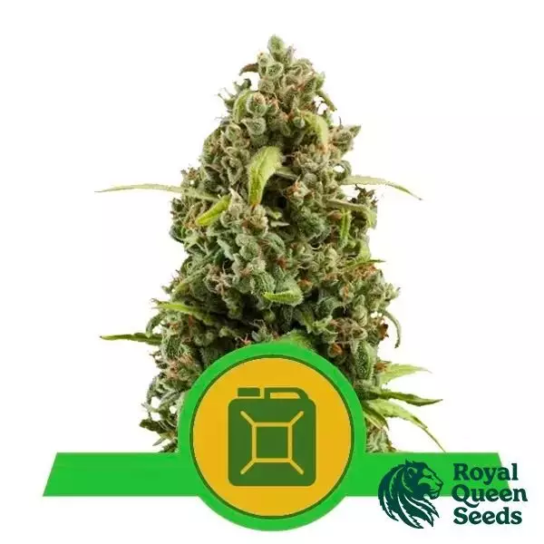 Sicht Diesel Automatic von Royal Queen Seeds - GB The Green Brand