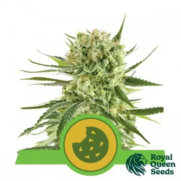 Royal Cookies Automatic Samen - GB The Green Brand