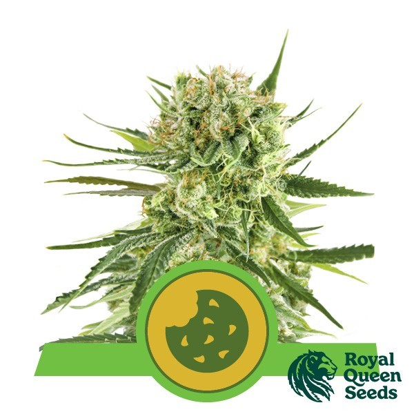 Royal Cookies Automatic Samen - GB The Green Brand