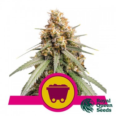 Glänzender Silber Haze Royal Queen Seeds - GB The Green Brand
