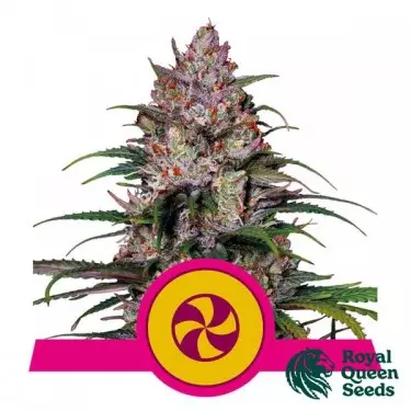 Sweet ZZ von Royal Queen Seeds - GB The Green Brand