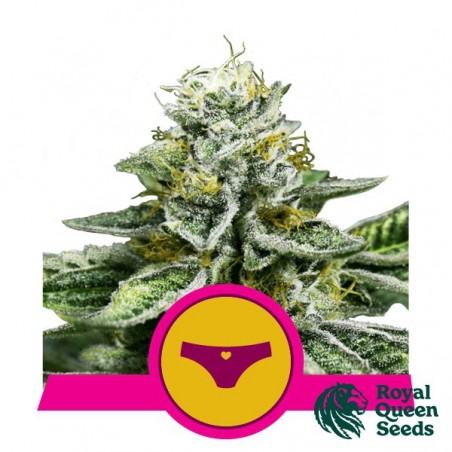 Feminisierte Sherbet Queen Samen - GB The Green Brand