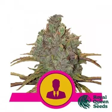 Der Patron-Samen von Royal Queen Seeds - GB The Green Brand