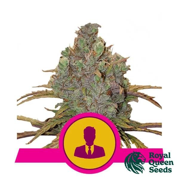 View Der Patron-Samen von Royal Queen Seeds - GB The Green Brand