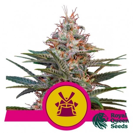Shogun-Samen von Royal Queen Seeds - GB The Green Brand