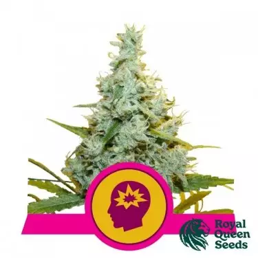 AMG - Amnesia Mac Ganja von Royal Queen Seeds - GB The Green Brand