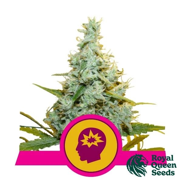 View AMG - Amnesia Mac Ganja von Royal Queen Seeds - GB The Green Brand