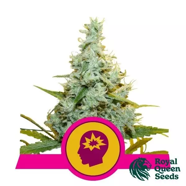 Sicht AMG - Amnesia Mac Ganja von Royal Queen Seeds - GB The Green Brand
