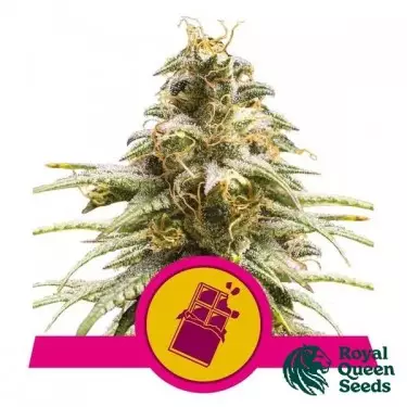 Chocolate Haze von Royal Queen Seeds - GB The Green Brand