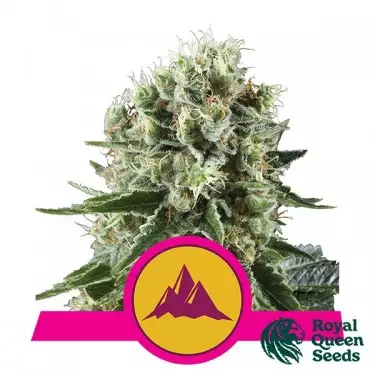 Critical Kush von RQS kaufen - GB The Green Brand