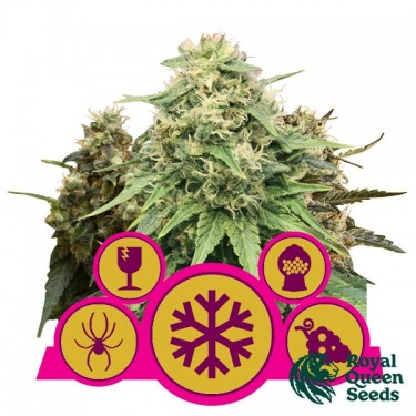 View Feminisierte Mischung von Royal Queen Seeds kaufen - GB