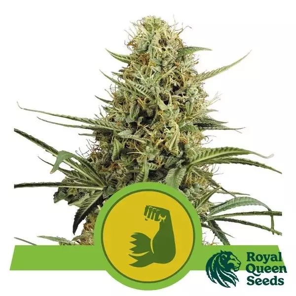 Sicht Hulkberry Automatic von RQS kaufen - GB The Green Brand