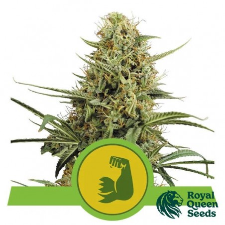 Hulkberry Automatic von RQS kaufen - GB The Green Brand