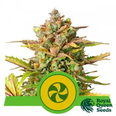 Sweet ZZ Automatic RQS kaufen - GB The Green Brand