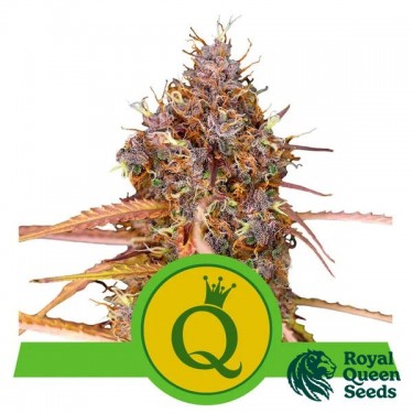 View Purple Queen Automatic RQS kaufen - GB The Green Brand