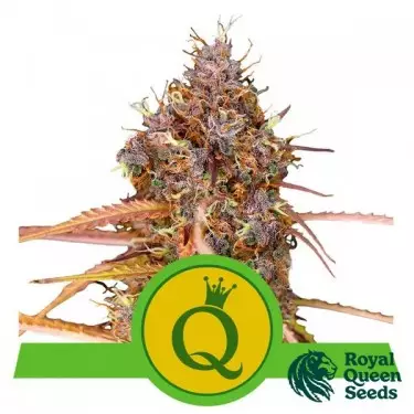 Purple Queen Automatic RQS kaufen - GB The Green Brand