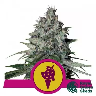 Cookies Gelato von RQS - GB The Green Brand kaufen