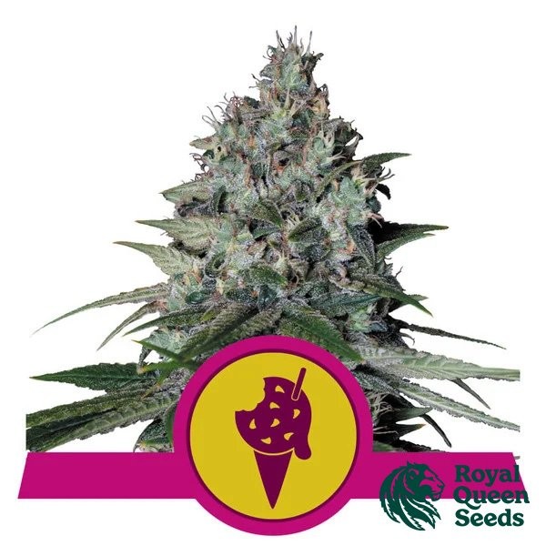 View Cookies Gelato von RQS - GB The Green Brand kaufen