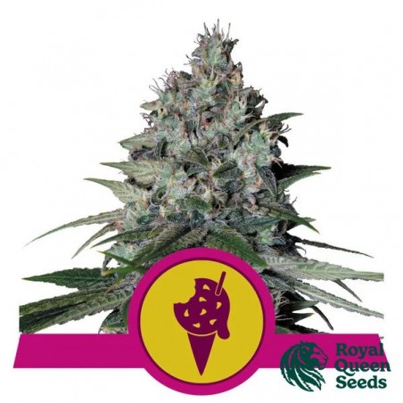 Cookies Gelato von RQS - GB The Green Brand kaufen