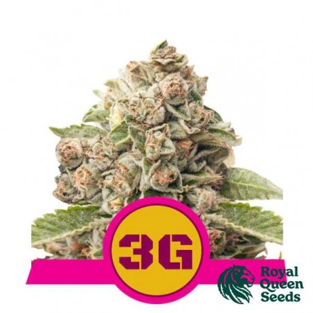 Triple G von Royal Queen Seeds kaufen - DE