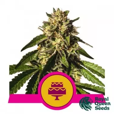 Hochzeits-Gelato von Royal Queen Seeds - GB The Green Brand