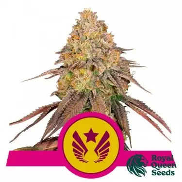 Legendary OG Punch von RQS kaufen - GB The Green Brand