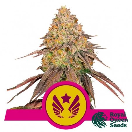 Legendary OG Punch von RQS kaufen - GB The Green Brand
