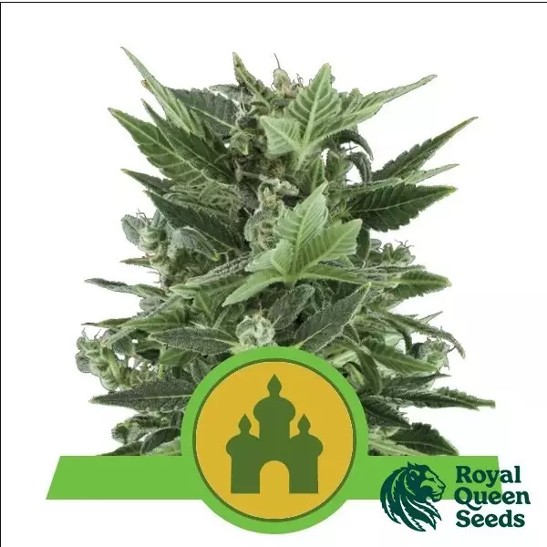 Sicht Royal Kush Automatic Royal Queen Seeds kaufen - GB