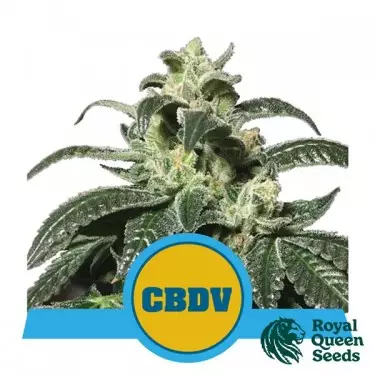Royal CBDV Auto Royal Queen Seeds kaufen - DE