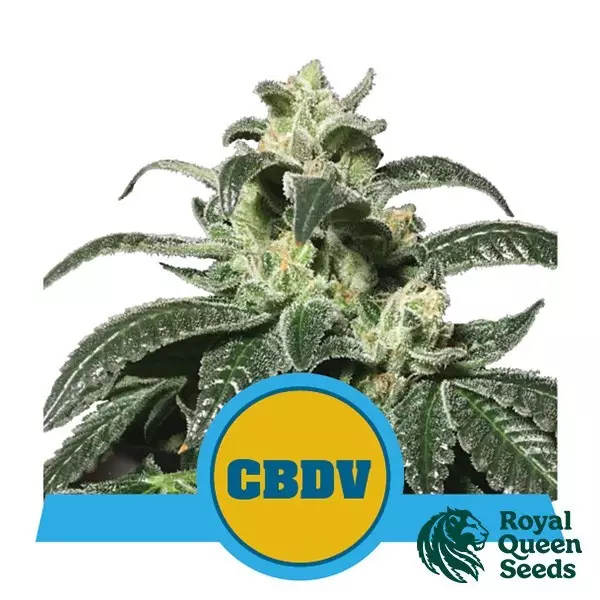Sicht Royal CBDV Auto Royal Queen Seeds kaufen - DE