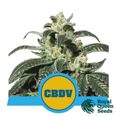 Royal CBDV Auto Royal Queen Seeds kaufen - DE