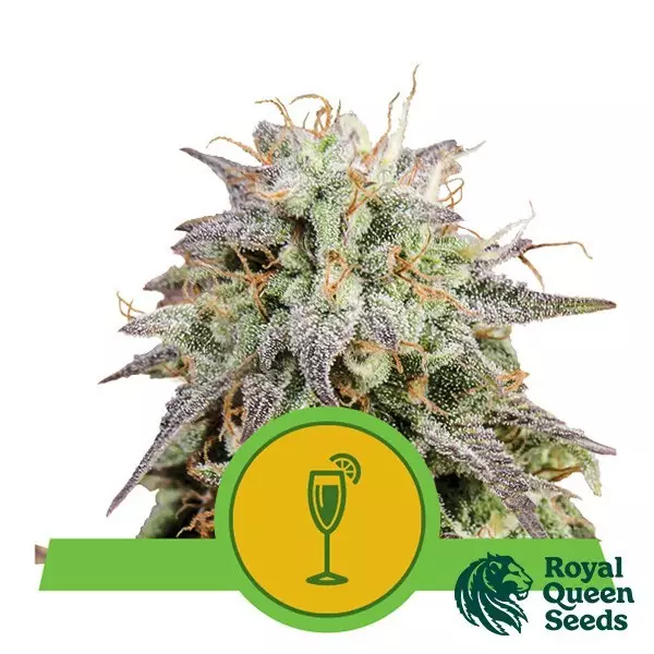 Sicht Mimosa Automatic